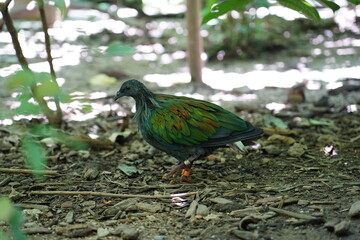 The Nicobar Pigeon (Caloenas nicobarica) is a strikingly beautiful and unique bird found in the dense forests and coastal regions of Southeast Asia and the Pacific islands 