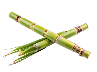 Fototapeta premium Sugar cane isolated on white background 