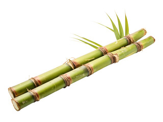 Fototapeta premium Sugar cane isolated on white background 