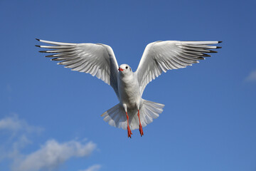Black headed Gull, Larus ridibundus, winter plumage adult birds in flight