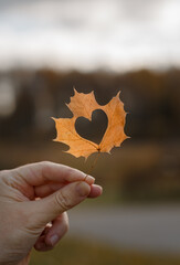 a man's hand holds an autumn maple leaf in which a heart is cut out