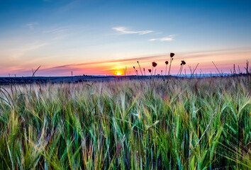 Poppies in the wheat, at sunrise in spring time