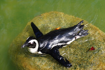 The African Penguin (Spheniscus demersus), also known as the Jackass Penguin due to its braying call, is a species of flightless bird native to the southern African coastline. It is the only penguin s