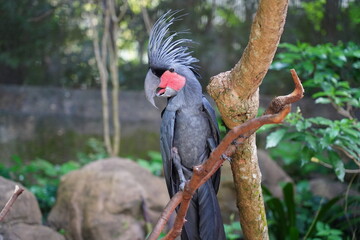 The Palm Cockatoo (Probosciger aterrimus), also known as the Goliath Cockatoo, is a unique and striking parrot species native to the tropical rainforests of New Guinea, northern Australia 