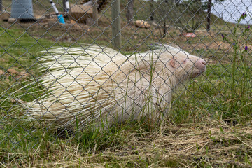 Naklejka premium albino porcupine behind mesh fence in rehabilitation zoo. unique creature, with white fur and protective spines, natural mutations. conservation wild animals recovery. biodiversity