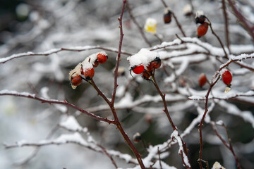 Withered Leaves Clinging to Bare Branches in a Winter Forest Scene