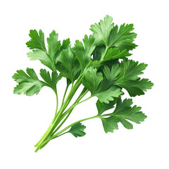 Fresh Green Parsley leaves, isolated on transparent background, PNG Cutout Photo