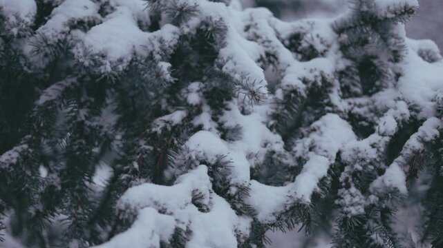 Winter park before New Year.