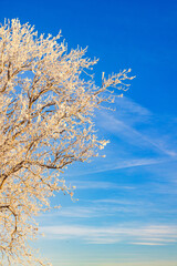 Frosty tree branches at a blue sky