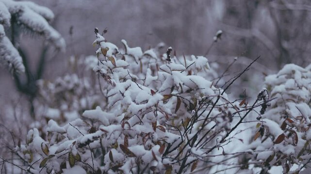 Winter park before New Year.