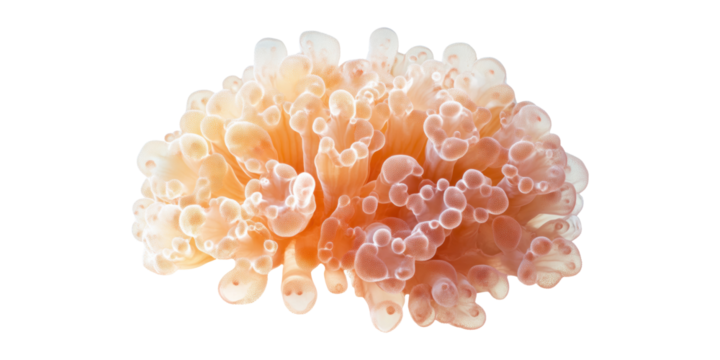 Soft coral with bulbous tips isolated on transparent background