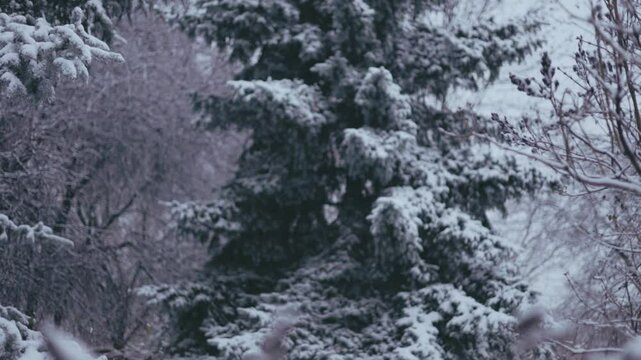 Winter park before New Year.