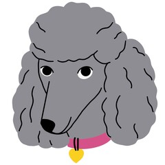 Cute dog avatar of Poodle breed. Adorable happy Pudel in collar, canine head portrait. Funny curly pup face, wavy companion puppy muzzle. Flat vector illustration isolated on white background