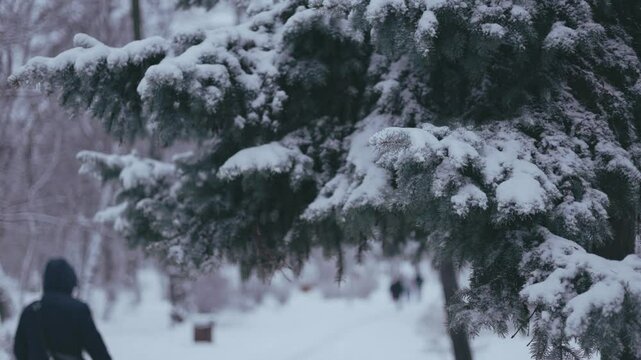 Winter park before New Year.