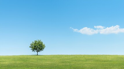 A solitary tree on a grassy hill under a clear blue sky, evoking tranquility and nature.