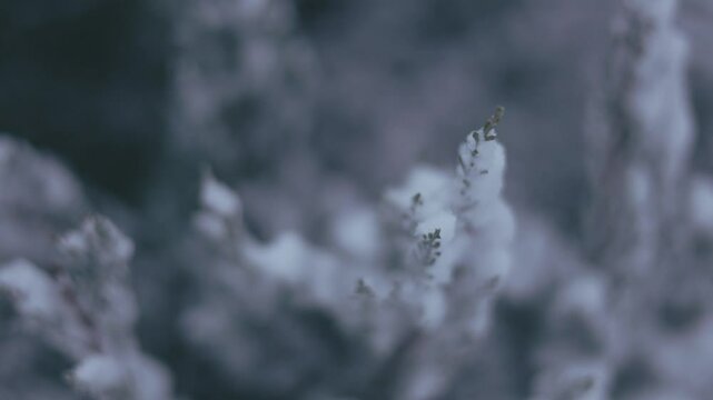 Winter park before New Year.