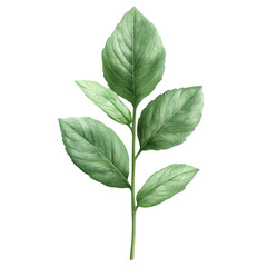 Obraz premium Mint, realistic photo of fresh mint leaves isolated on a transparent background, PNG cutout photo