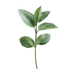 Fototapeta premium Mint, realistic photo of fresh mint leaves isolated on a transparent background, PNG cutout photo