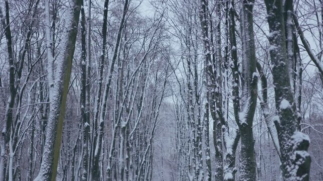 Winter park before New Year.