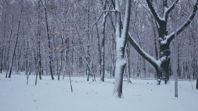 Winter park before New Year.