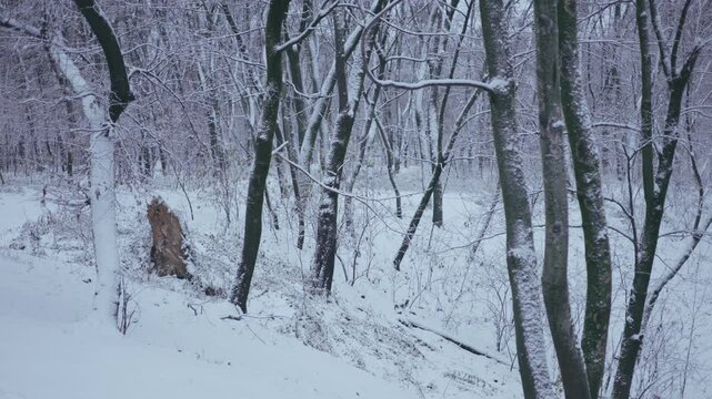 Winter park before New Year.