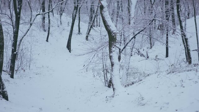 Winter park before New Year.