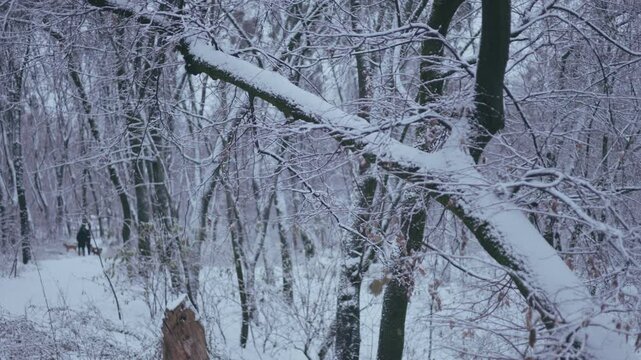 Winter park before New Year.