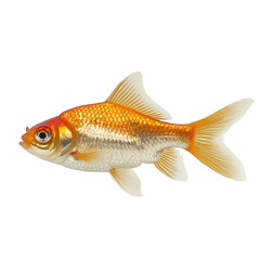 Obraz premium Photo of a beautiful golden cichlid fish swimming on transparent background, Png Cutout Photo