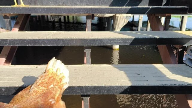 ISA Brown hen. Rhode Island Red. Lohmann Brown. Free range chicken. Animal concept