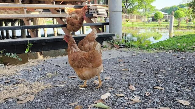 ISA Brown hen. Rhode Island Red. Lohmann Brown. Free range chicken. Animal concept