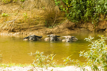 Three Water Buffalos Staring at Me