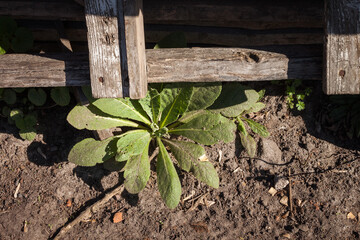 The plant grows among construction debris