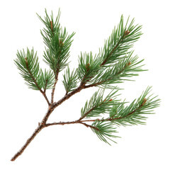 Pine tree branch isolated on transparent background, 3D rendering