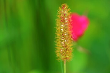 Obraz premium close up of flower