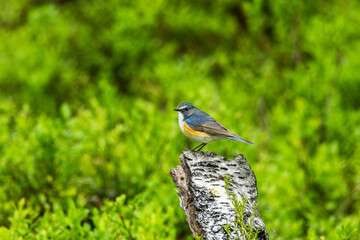Colorful Red-breasted flycatcher standing on a Birch stump in a Valtavaara old-growth forest near Kuusamo, Northern Finland