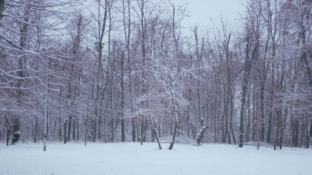 Winter park before New Year.