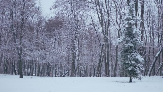 Winter park before New Year.