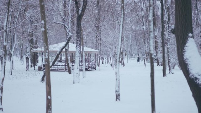 Winter park before New Year.