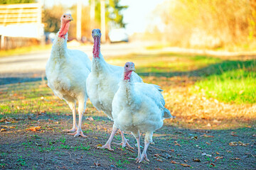 several turkey birds on a country road on a sunny autumn day. Surprised turkeys look at the camera

