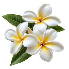 Fototapeta premium White and yellow plumeria flower with and green leaves on transparent background, PNG Cutout photo