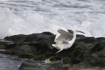 Little egret (white heron) in the water in Fuerteventura, Canary Islands, Spain
