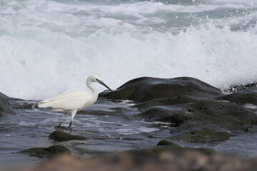 Little egret (white heron) in the water in Fuerteventura, Canary Islands, Spain