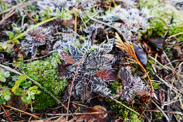 Frosty Leaves and Moss on Forest Floor