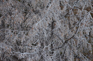A tree with branches covered in frost. The branches are bare and the tree is bare. The image has a cold and desolate mood.