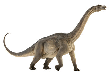 Fototapeta premium Portrait of a brontosaurus isolated on white background.