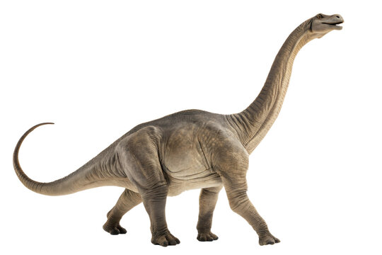 Fototapeta Portrait of a brontosaurus isolated on white background.