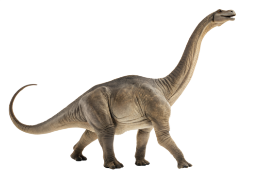 Portrait of a brontosaurus isolated on white background.
