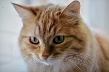 portrait of cute cat