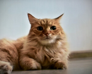 Obraz premium portrait of cute cat