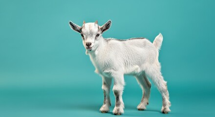 Obraz premium Adorable baby goat on teal background for animal-themed designs and children's educational content
